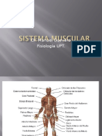 Sistema Muscular