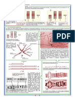 drosophila melanogaster.pdf