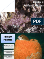 Porifera & Placozoa 2012