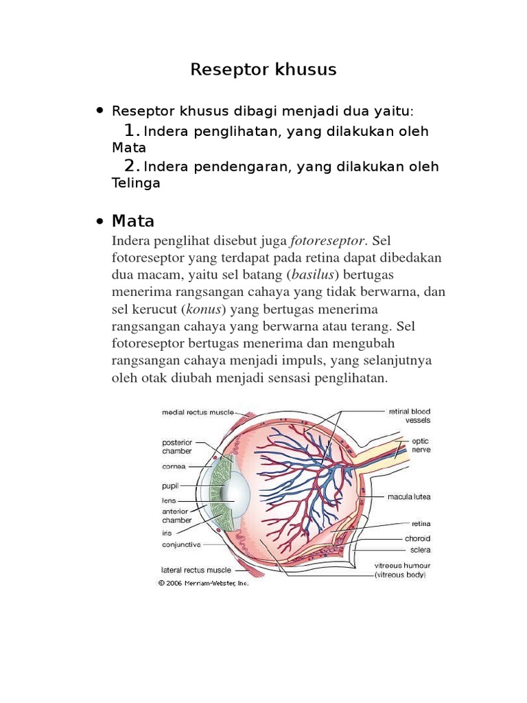 Reseptor Indera: Penglihatan dan Pendengaran | PDF