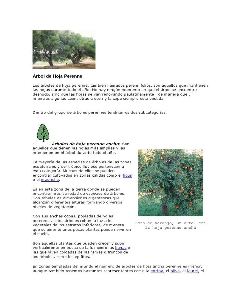 Tipos y Nombres de Árboles de España y del Mundo. Guía 2026, image size:768x1024