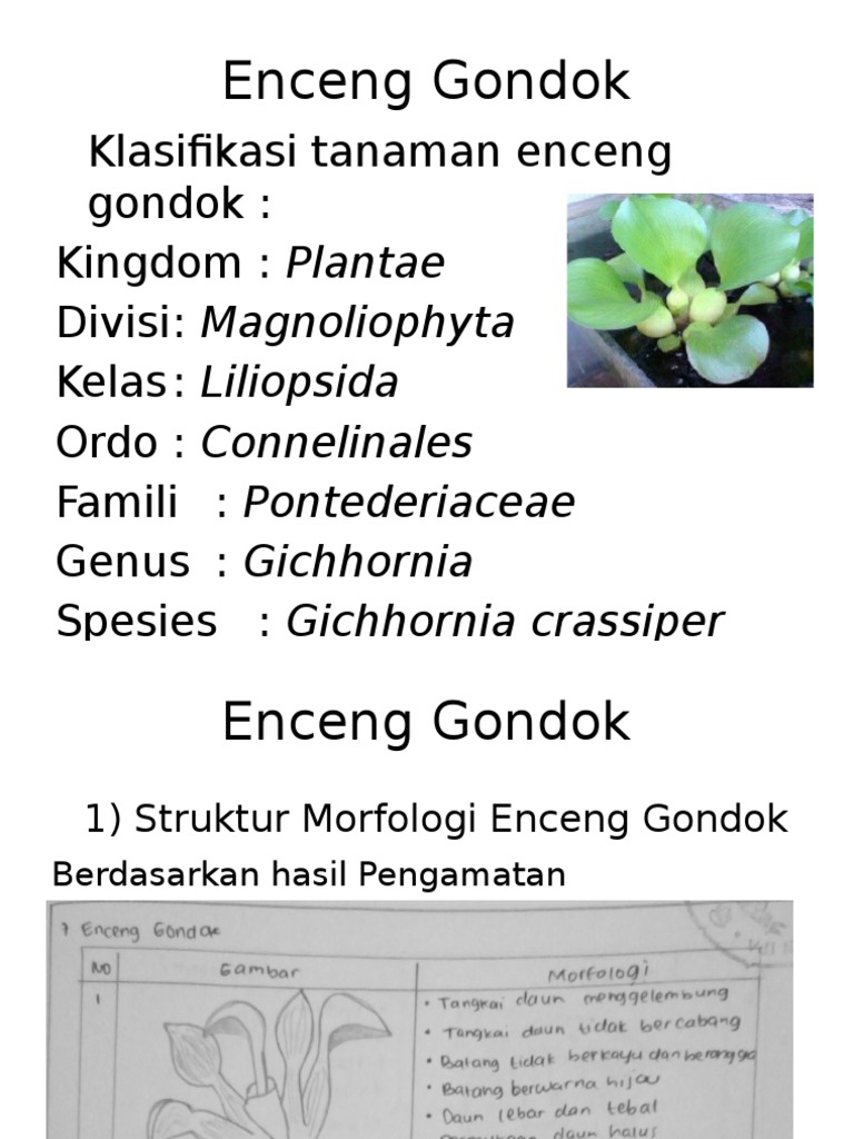 Morfologi dan Anatomi Enceng Gondok | PDF | Griya & Taman | Teknologi ...