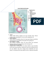 ANATOMI PAYUDARA 2.docx