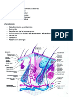 Biología Escrito 23-6 LA PIEL 2do