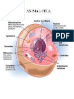 Animal Cell