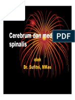 Cst125 Slide Cerebrum Dan Medulla Spinalis