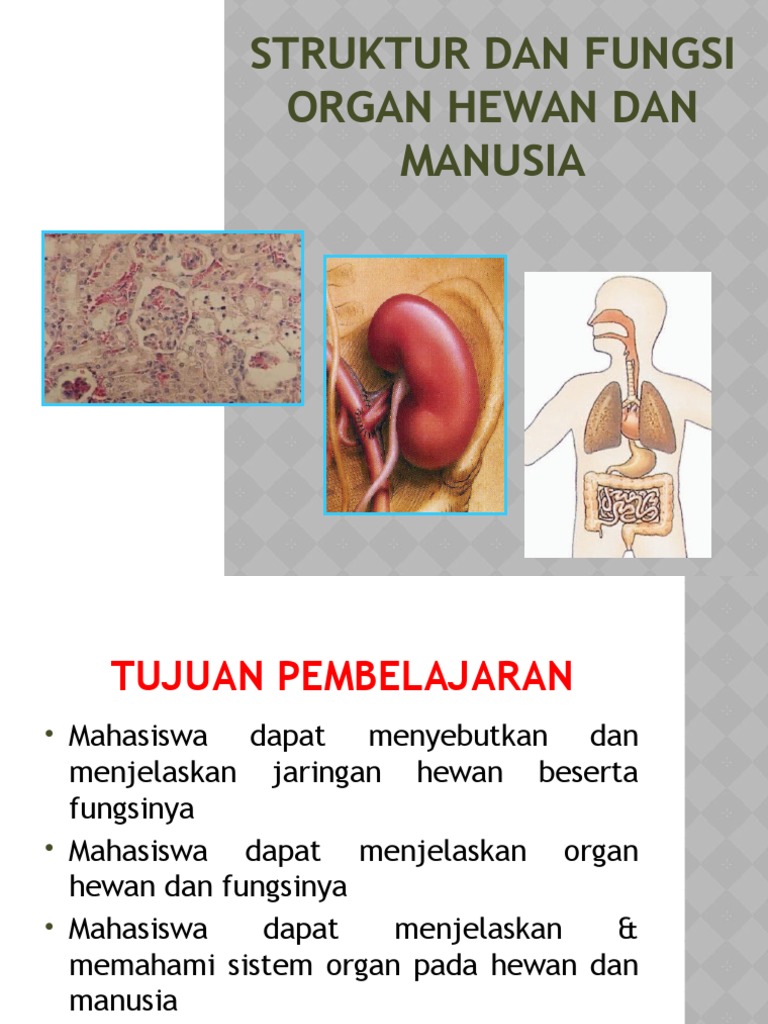 STRUKTUR DAN FUNGSI ORGAN HEWAN DAN MA ppt STRUKTUR DAN FUNGSI ORGAN HEWAN DAN MA ppt