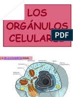 Tema 10 Los Orgc3a1nulos Celulares