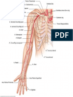 Arterial Upper