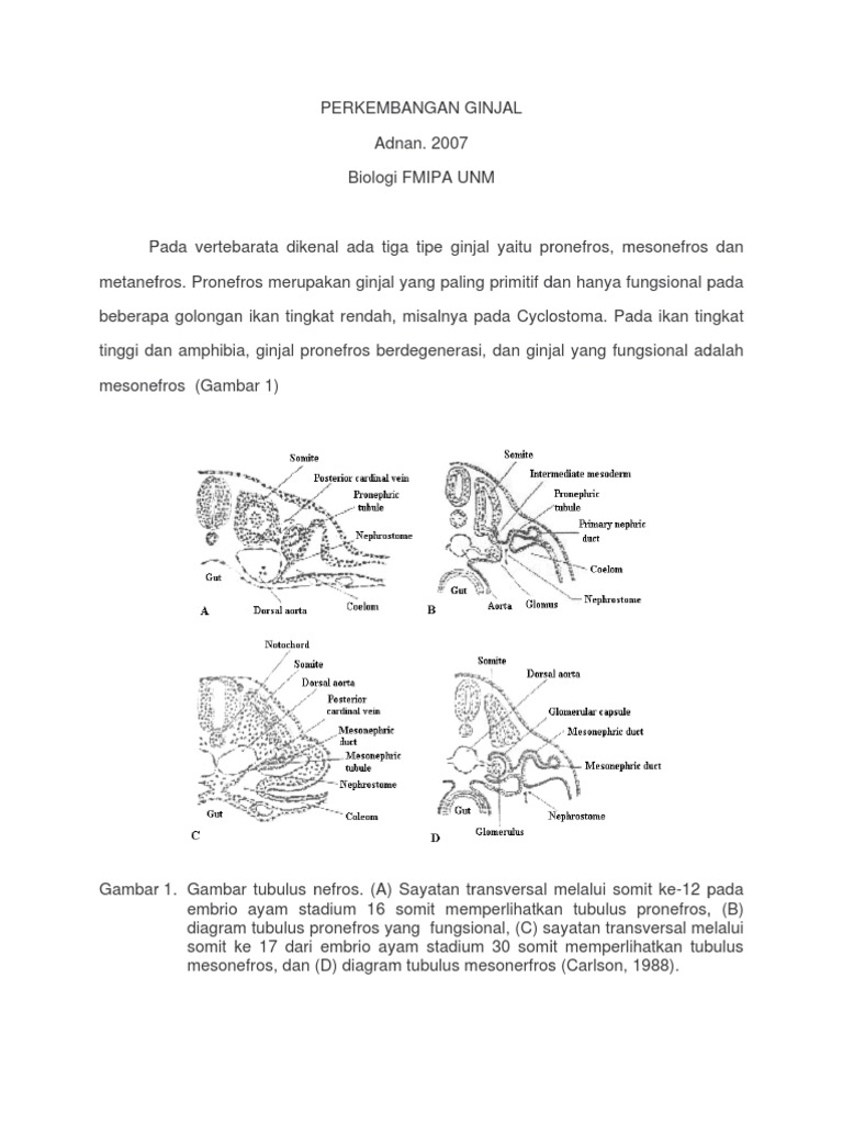 Download 57 Gambar Ginjal Pronefros Terbaru HD