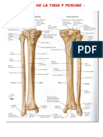 Huesos de La Tibia y Perone