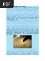 A Profecia Celestina e as Visões