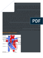 Blood Flow Diagram