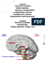 Leccion 20 22 Tronco del encefalo Nervios craneales.pdf