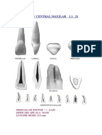 1.1ANATOMIE ENDODONTICA.doc