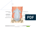 Cavidade abdominal.docx