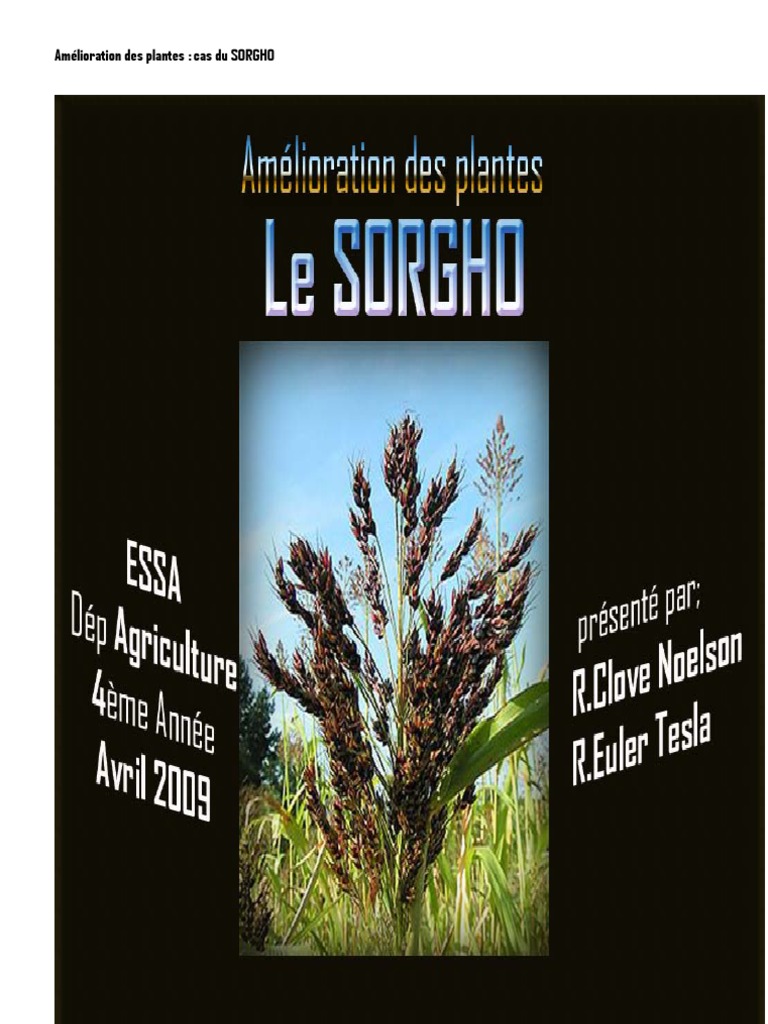 Sorgho : quels sont les qualités et défauts de cette céréale d