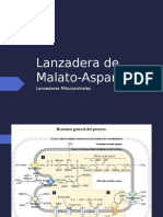 Lanzadera de Malato-Aspartato