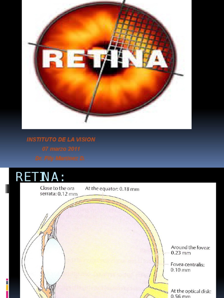 Understanding Retina Structure and Function | PDF | Visual System | Retina