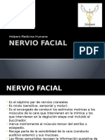 Nervio Facial