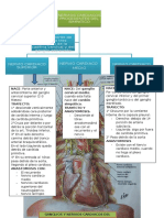 Nervios Cardiacos Simpaticos