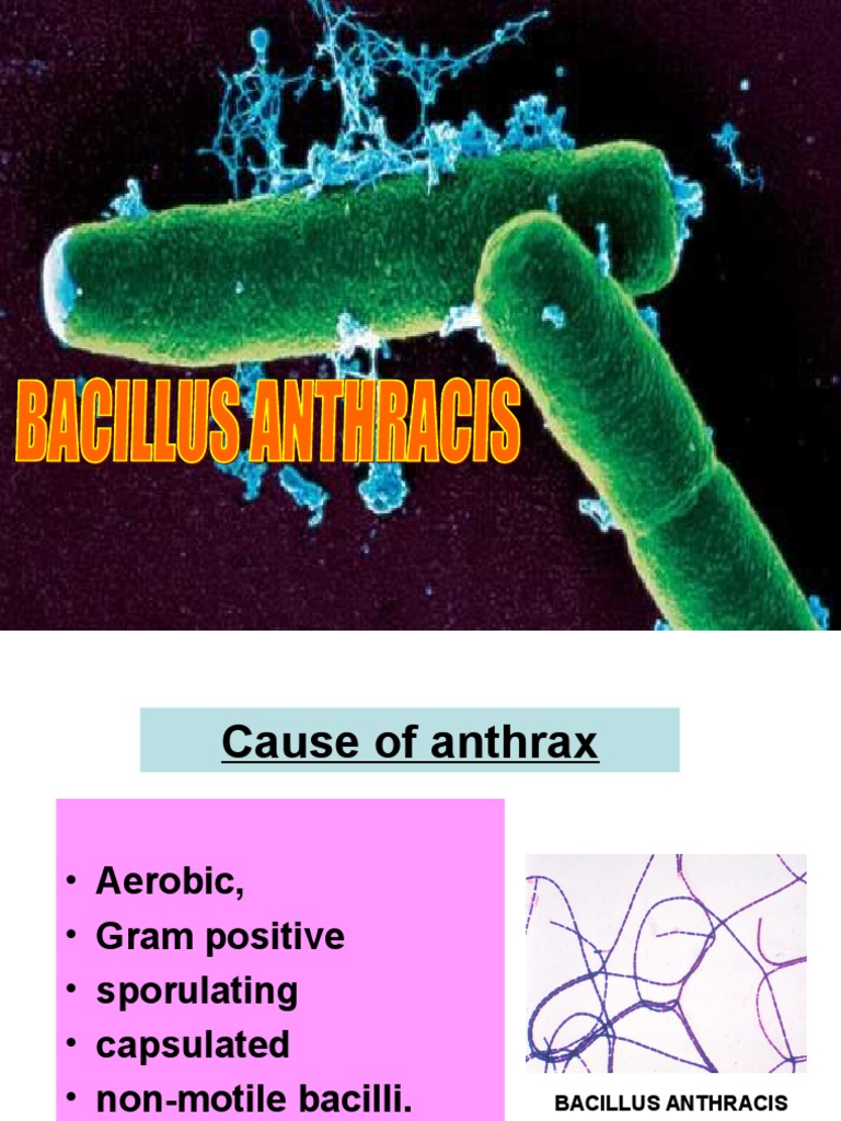 Anthrax Overview: Causes, Types, and Treatment | PDF | Anthrax ...
