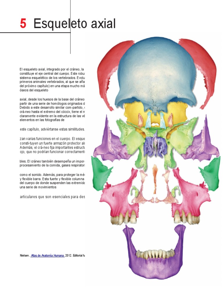 Esqueleto Axial Pdf Cráneo Vértebra