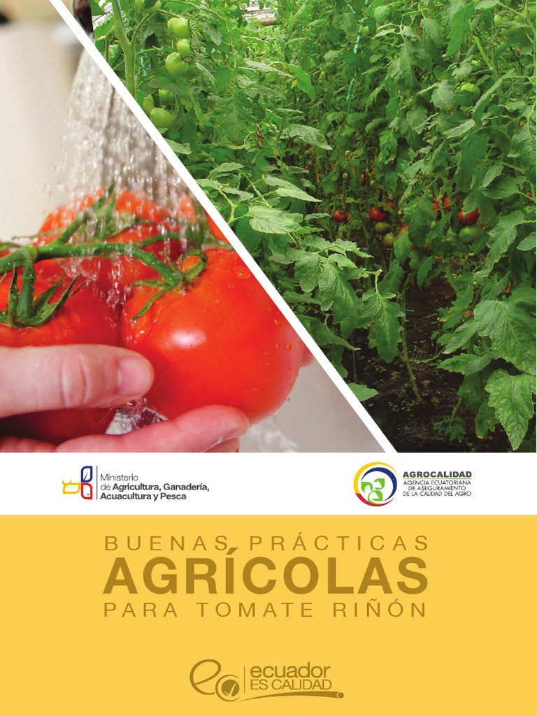 Buenas Prácticas para Tomate Riñón | PDF | Riego | Agua