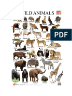 Wild Animals English