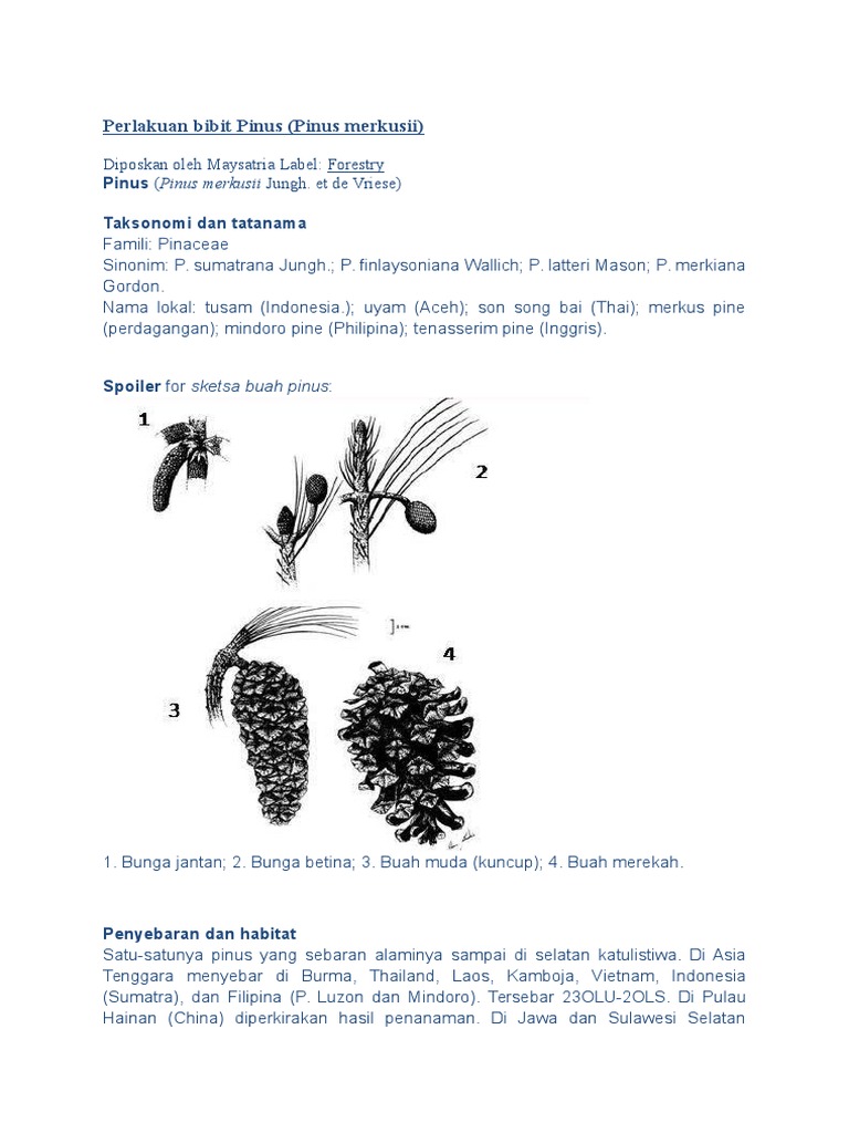 40 Trend Terbaru Gambar Sketsa Pinus Merkusii Tea And Lead