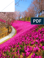 Gambar Pemandangan Bunga DB BBM Terbaru Pemandangan Taman Bunga