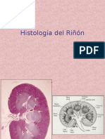 Histología Del Riñón