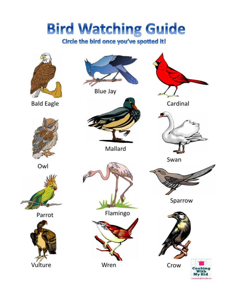 Bird Watching Guide