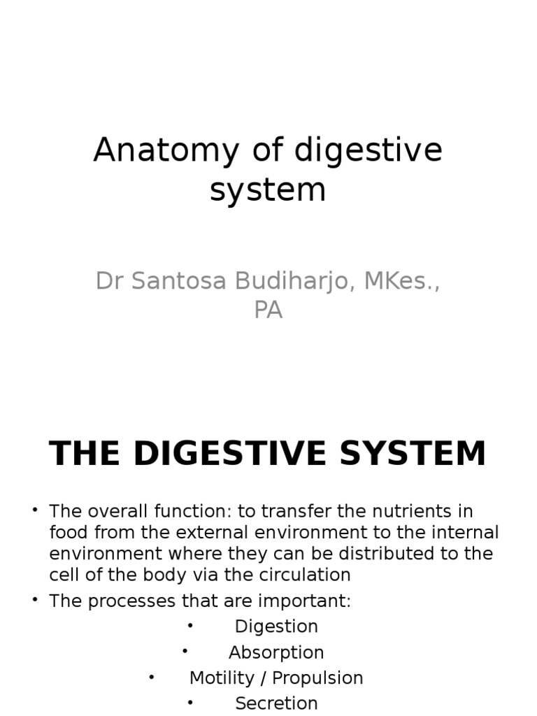 Anatomy of Digestive System | PDF