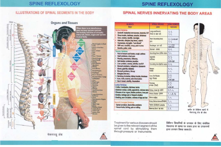 03 Spine Reflexology | PDF