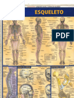 103603755-Resumao-Esqueleto-Humano.pdf