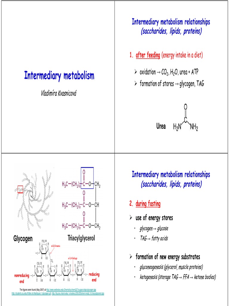 Intermediary Metabolism Overview | PDF | Metabolism | Pyruvic Acid