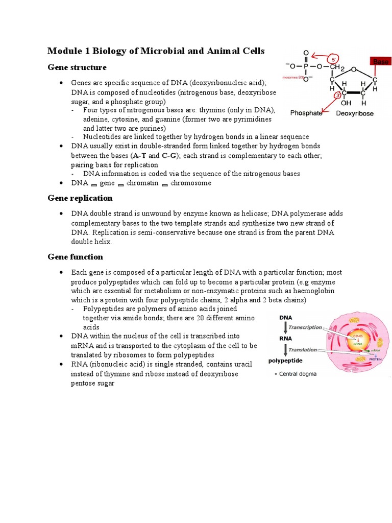 Module 1 Biology of Microbial Cell | PDF | Messenger Rna | Translation ...