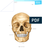 Anatomi Kepala Leher