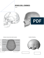 Huesos Del Cráneo