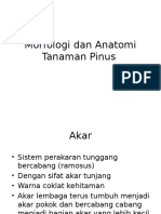 Morfologi Dan Anatomi Tanaman Pinus