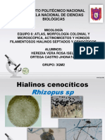 Atlas de Micologia