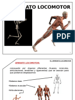 Aparato Locomotor