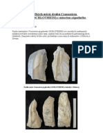 Fosílne Nálezy Veľkých Ustríc Druhu Crassostrea Gryphoides