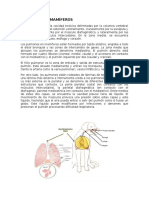 Pulmones Comparada