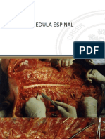 Médula Espinal neuroanatomia