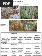 Pteridofita