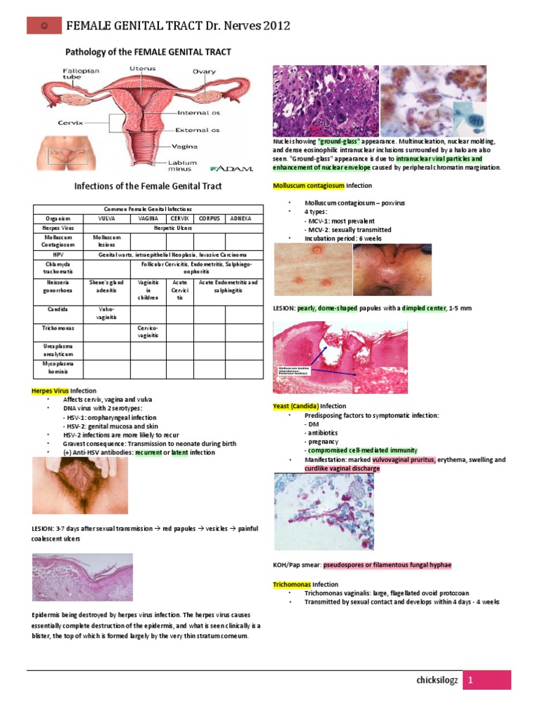 Female Pathology | PDF | Epithelium | Carcinoma