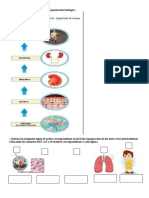 Reconocer e Identificar Niveles de Organización Biológica