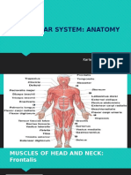 Muscular System: Anatomy